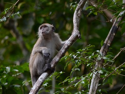 Long tailed macaque (7)